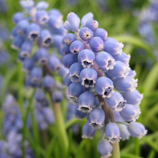 Muscari tubergenianum - Click Image to Close